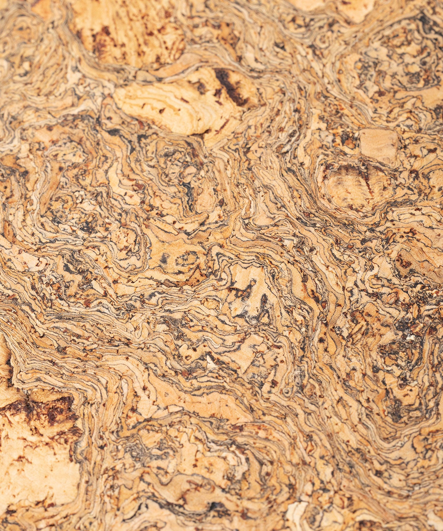 コルクトリベット