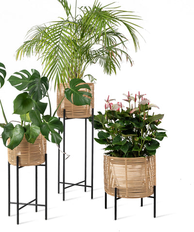 VIVI PLANT STAND